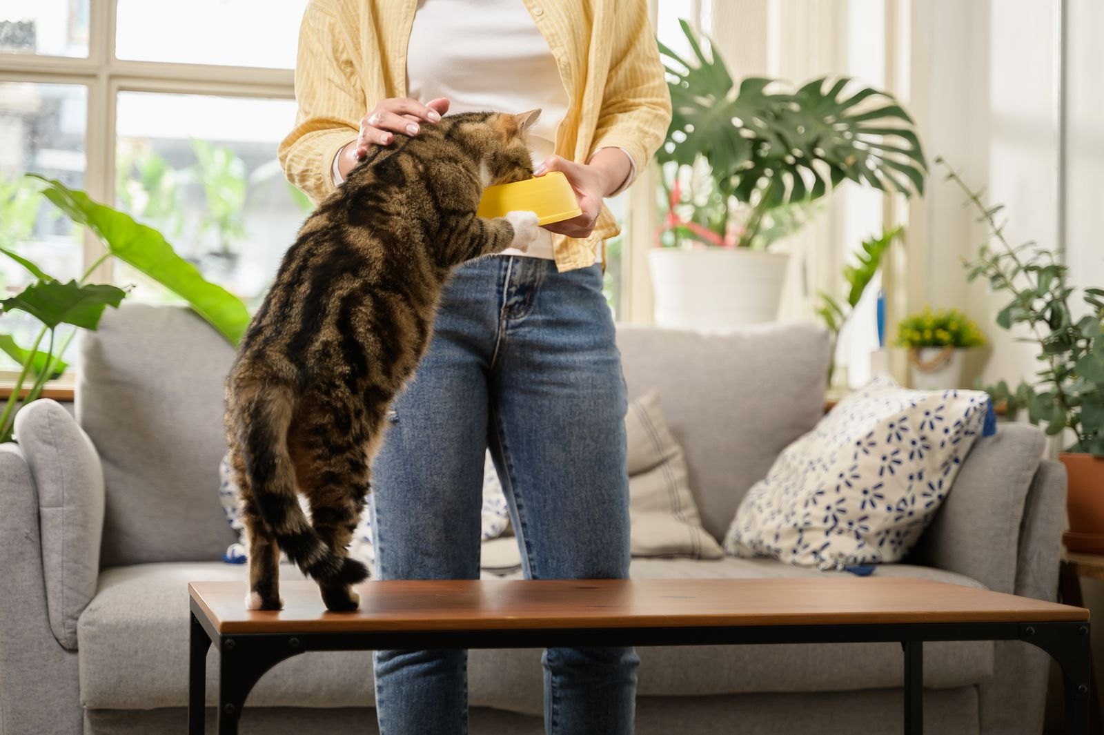 En kattägare räcker fram en matskål till sin katt i ett hemtrevligt vardagsrum