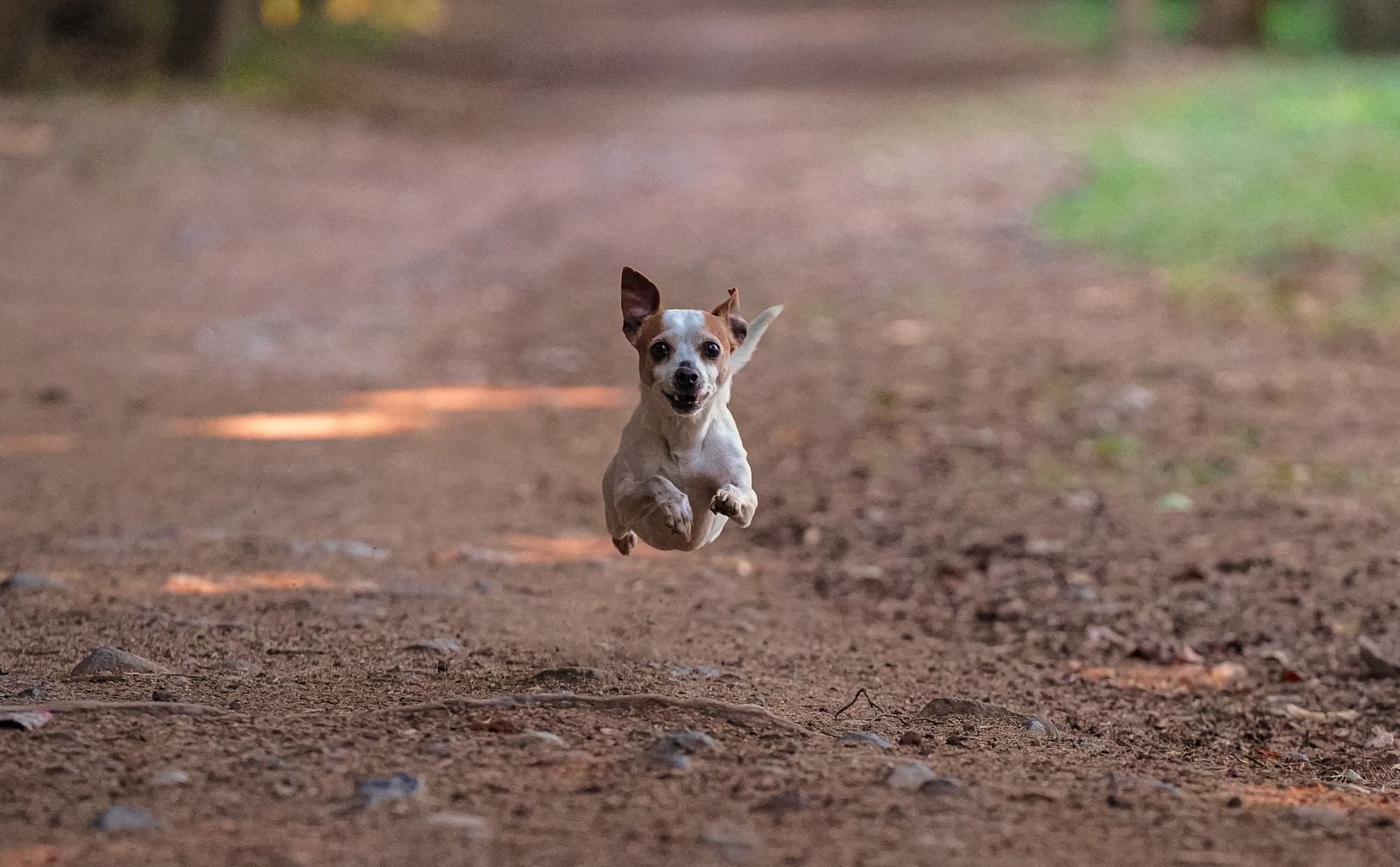 Liten hund i full fart utomhus med båda bakbenen lyft från marken