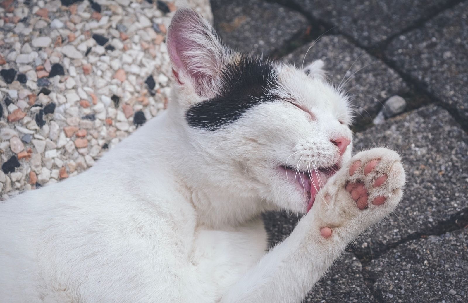 Katt som noggrant slickar och putsar sin tass utomhus på stenläggning
