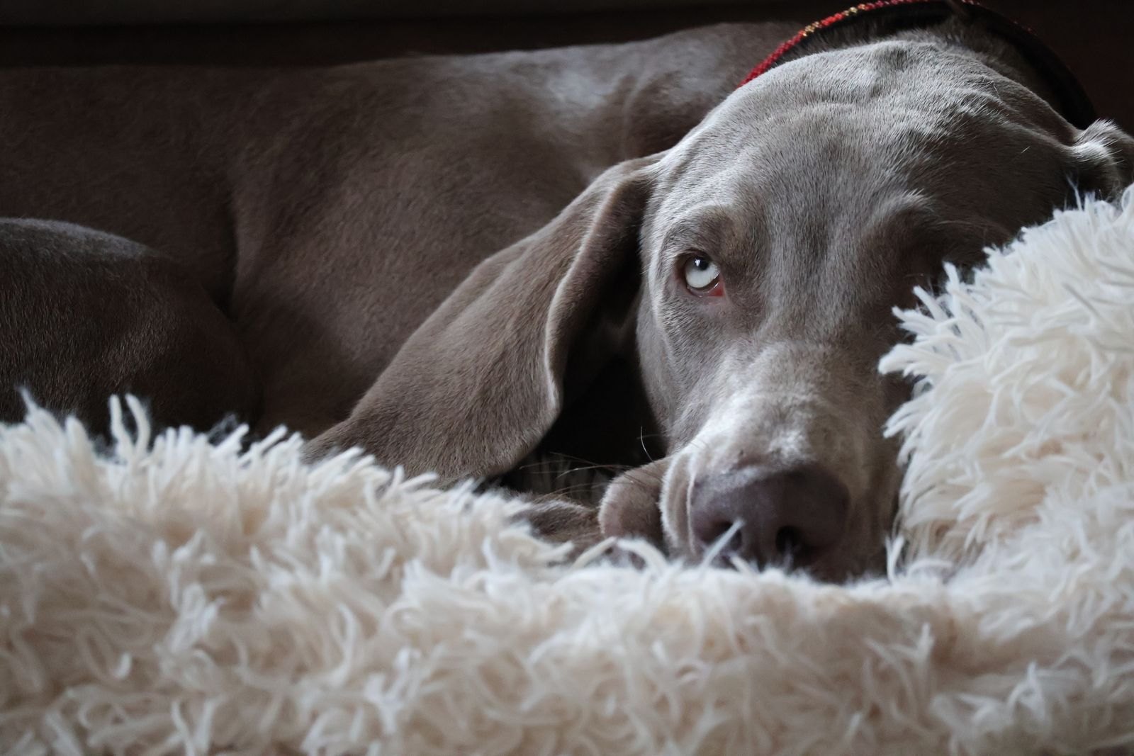 Hund som vilar lugnt i en mjuk hundbädd inomhus