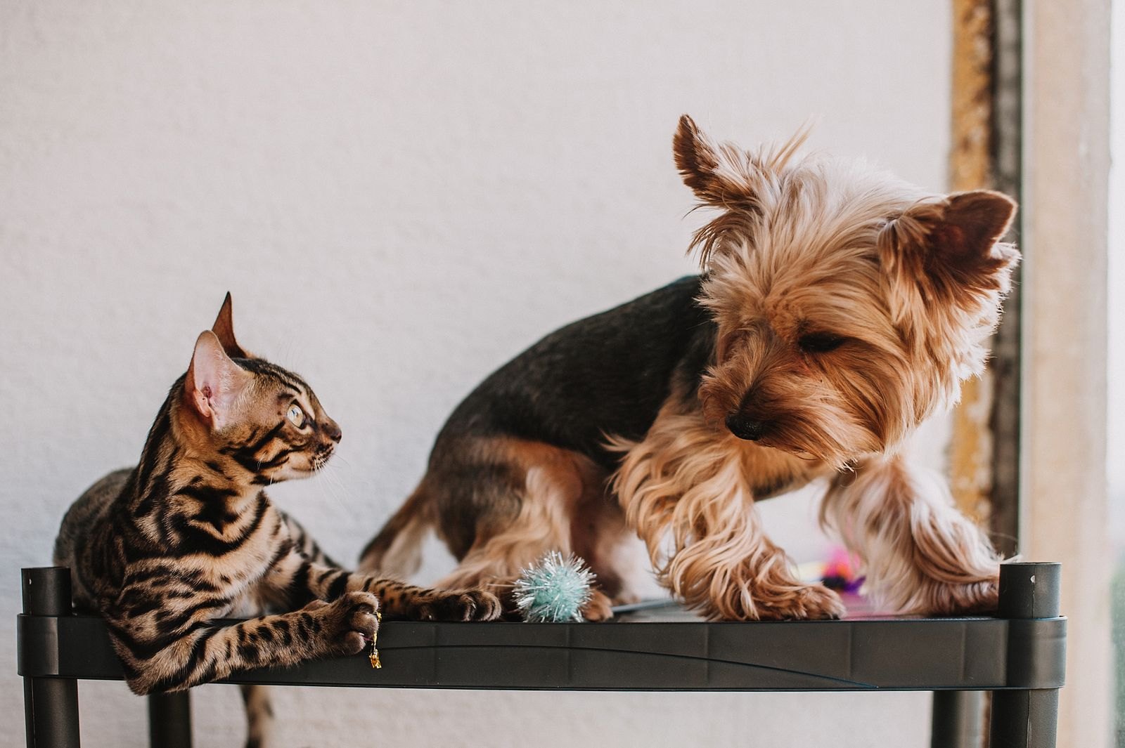 Varför Åker Hunden Kana — Är Det Verkligen Mask?