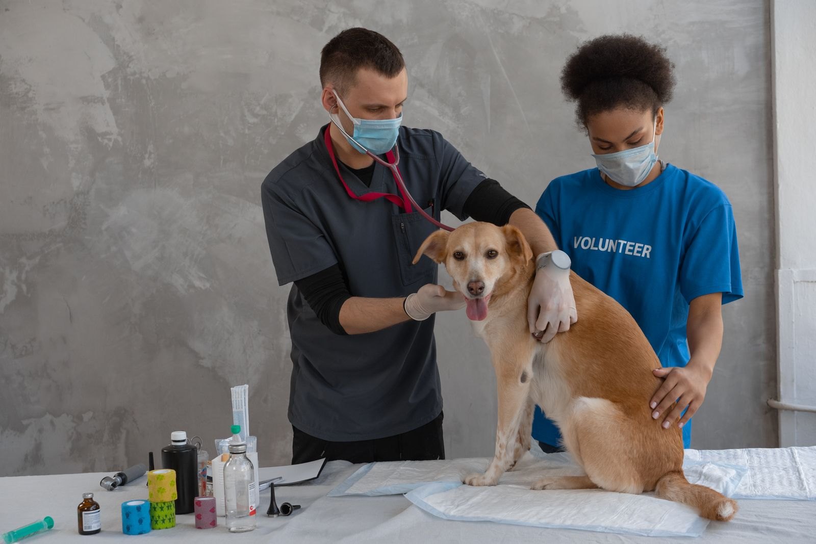 Veterinär lyssnar på en hund med stetoskop på en klinik medan en volontär håller i djuret