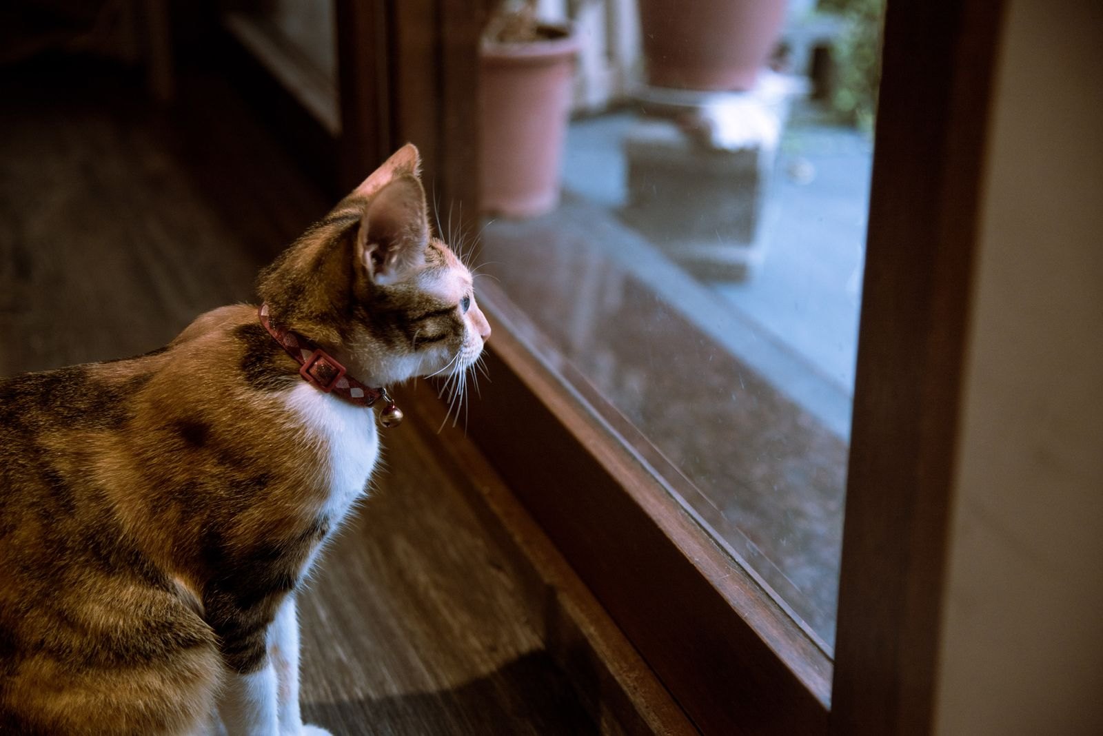 En katt med halsband tittar uppmärksamt ut genom en glasdörr