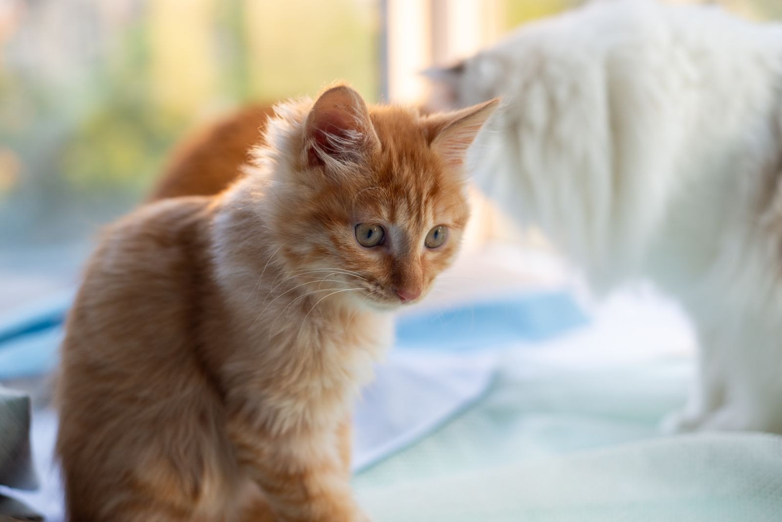 Kattunge i förgrunden med den vuxna katten suddig i bakgrunden inomhus