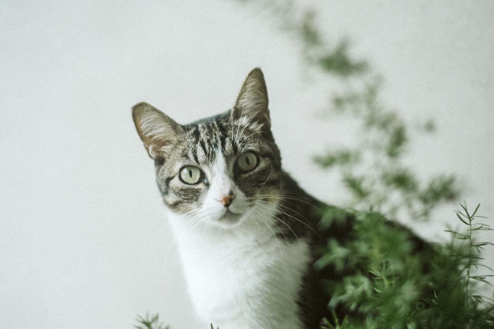 Krukväxter Som Är Giftiga För Din Katt Eller Hund