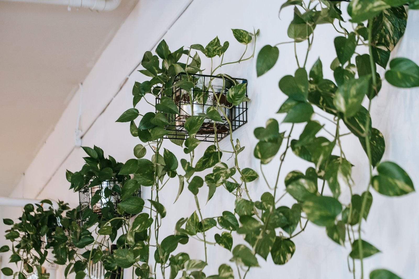 Hängande gullranka med gröna blad i krukor på en vägg inomhus