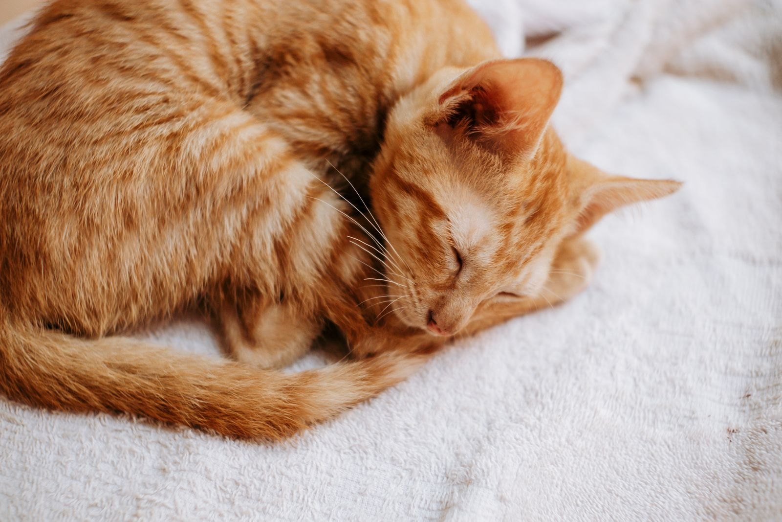 Rödbrun katt sover hoprullad på en vit handduk