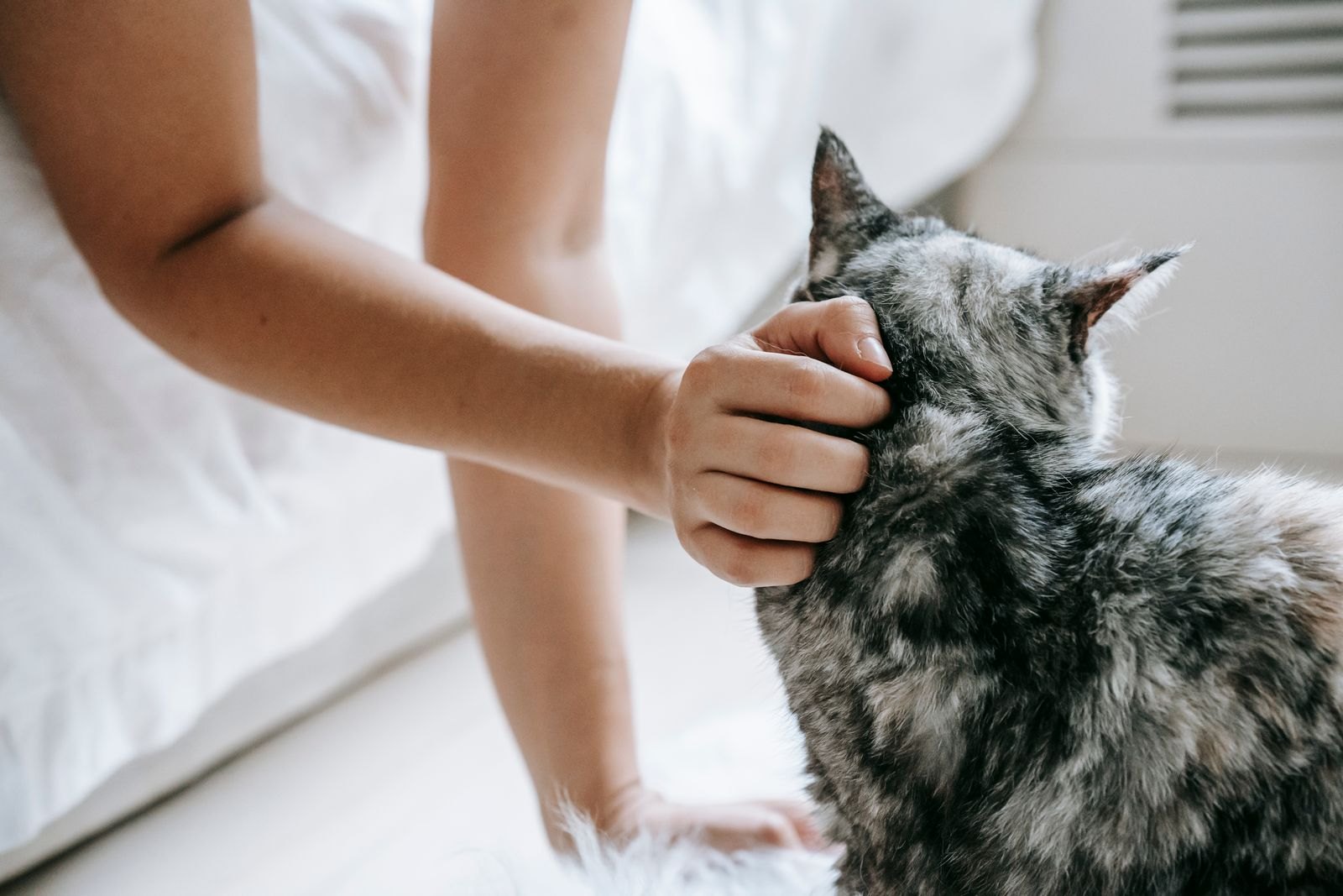 En person kliar en katt bakom örat och på huvudet hemma