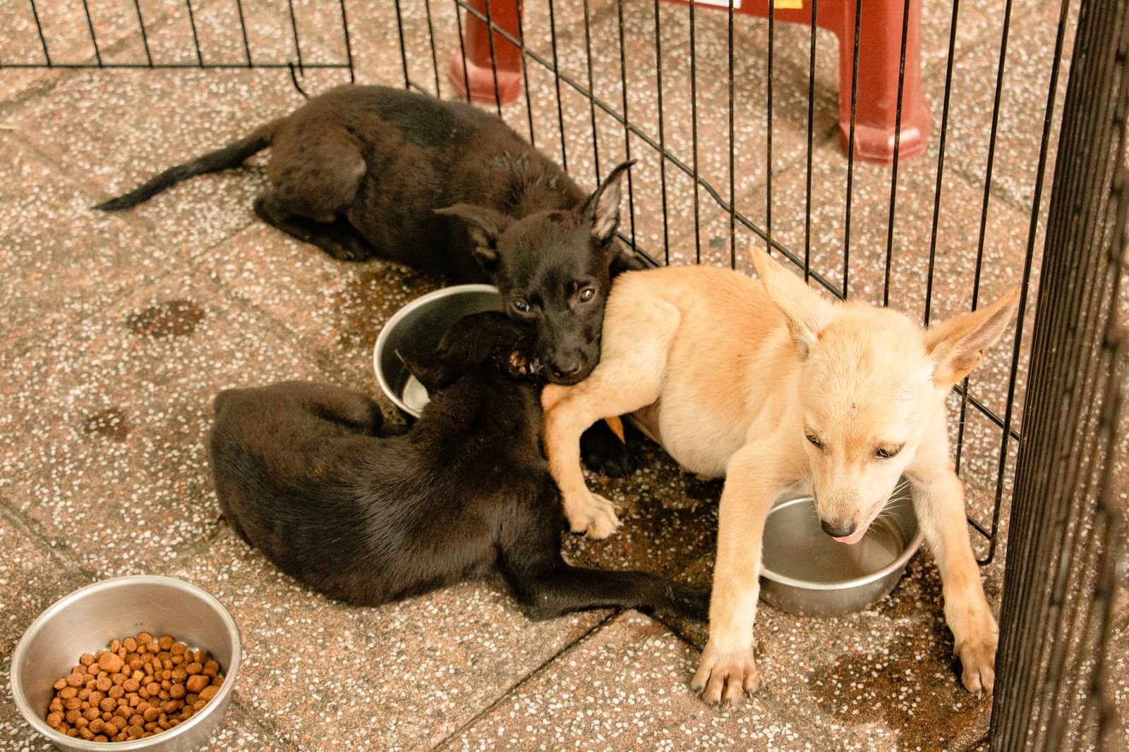 床に置かれた器からドライフードを食べる子犬たち